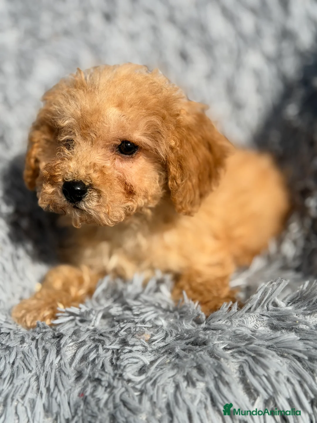 Maltipoo perros en venta: Maltipoo Toy Apricot  - Anuncio 3