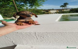 Teckel Miniatura perros en venta: Teckel mini  - Imagen 4
