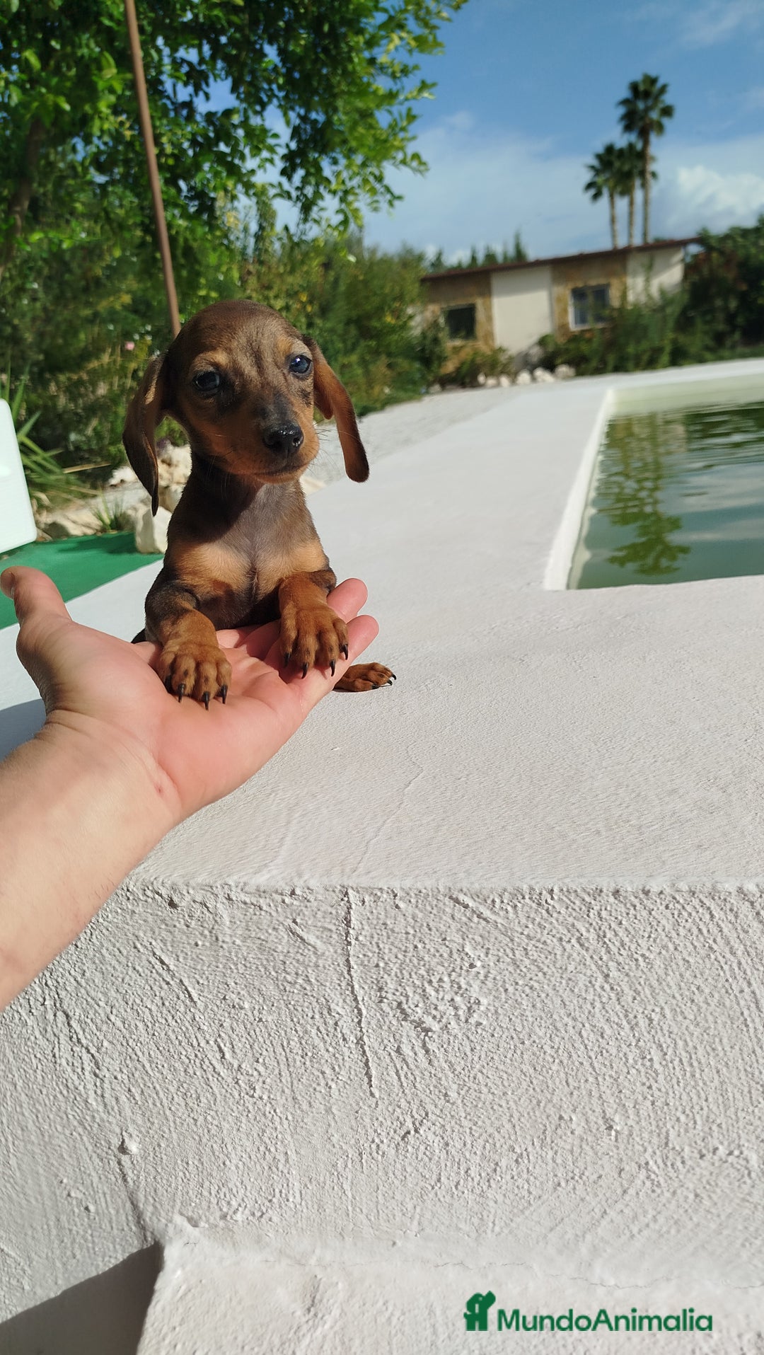 Teckel Miniatura perros en venta: Teckel mini  - Imagen 4