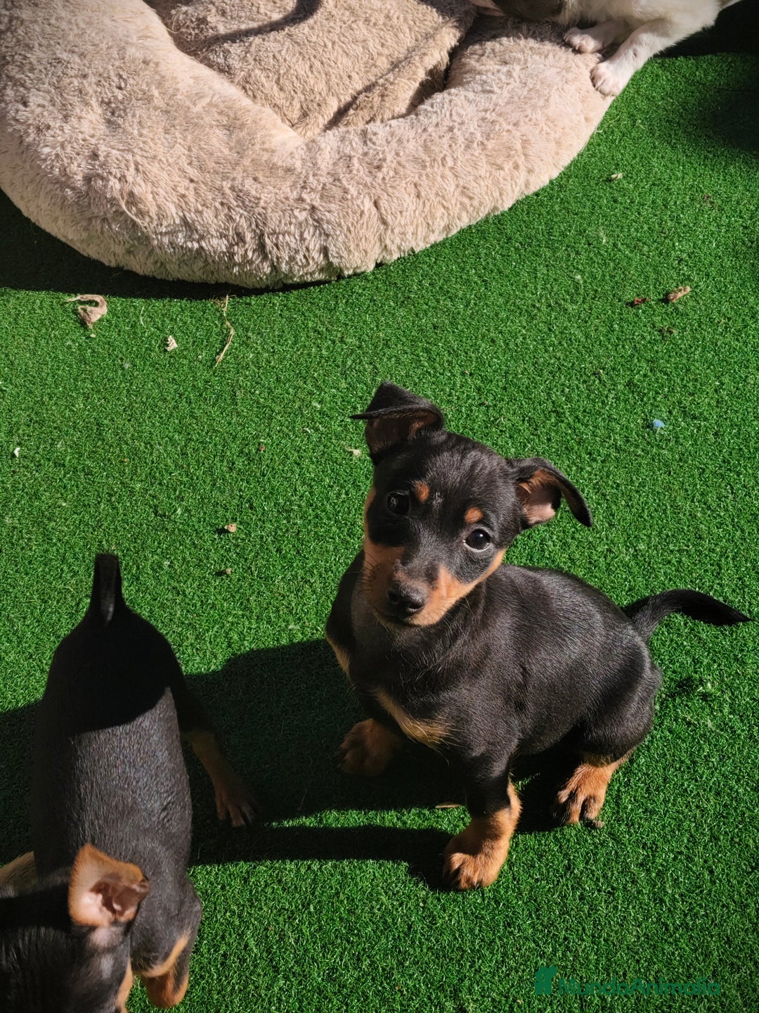 Pinscher Miniatura perros en venta: Mini pinscher negro fuego  - Anuncio 3