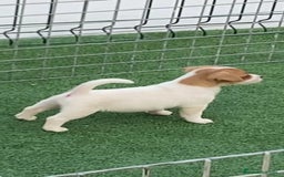Jack Russell Terrier perros en venta: Jack Russell terrier  - Imagen 2
