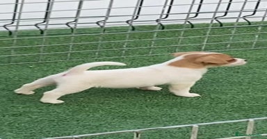 Jack Russell Terrier perros - Anuncio 9