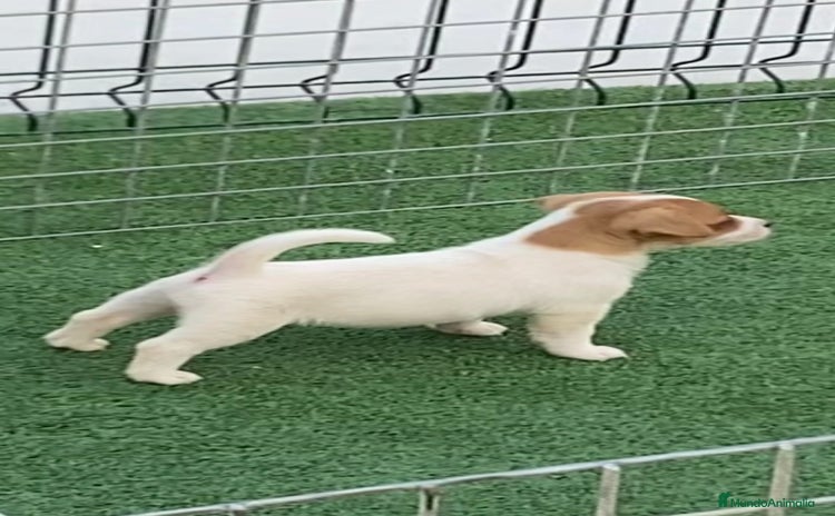 Jack Russell Terrier perros - Anuncio 1