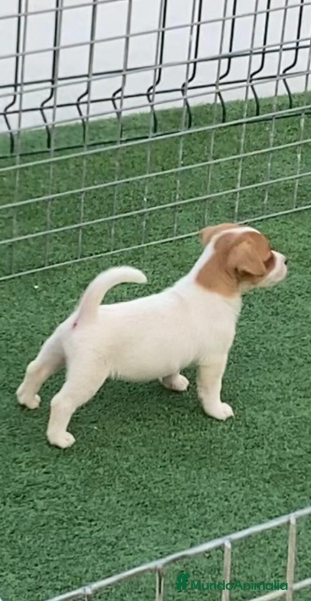Jack Russell Terrier perros en venta: Jack Russell terrier  - Imagen 2
