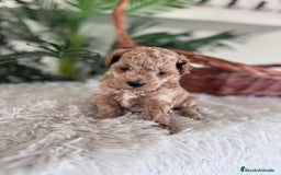 Caniche Toy perros en venta: CANICHE TOY MACHO - Imagen 17