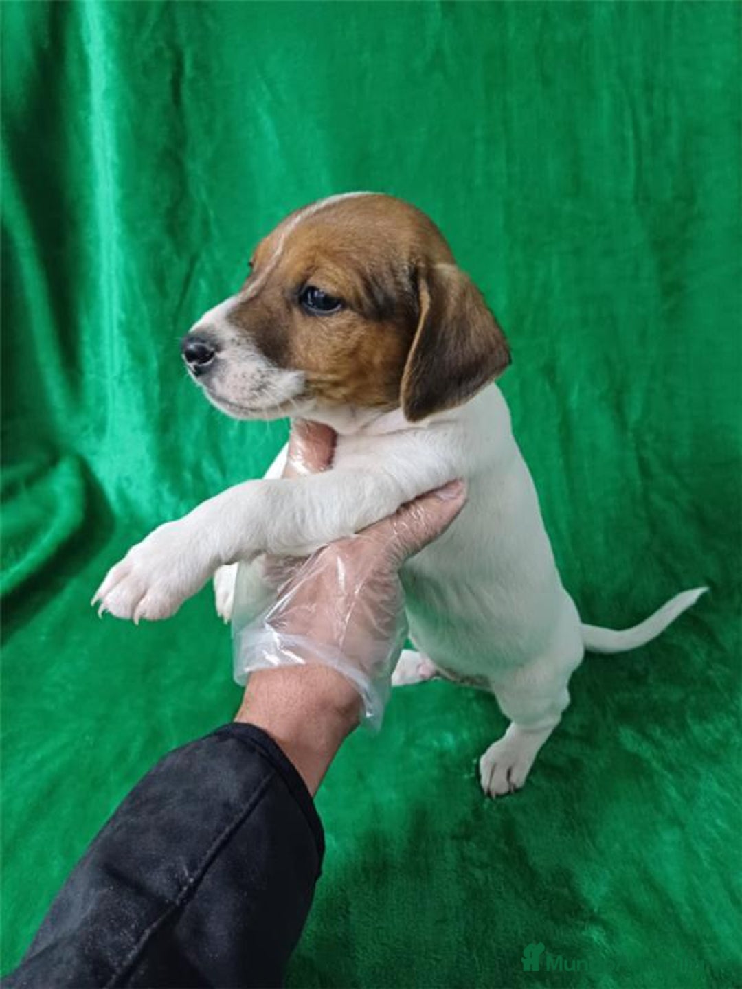 Jack Russell Terrier perros en venta: Jack Russell  - Imagen 2