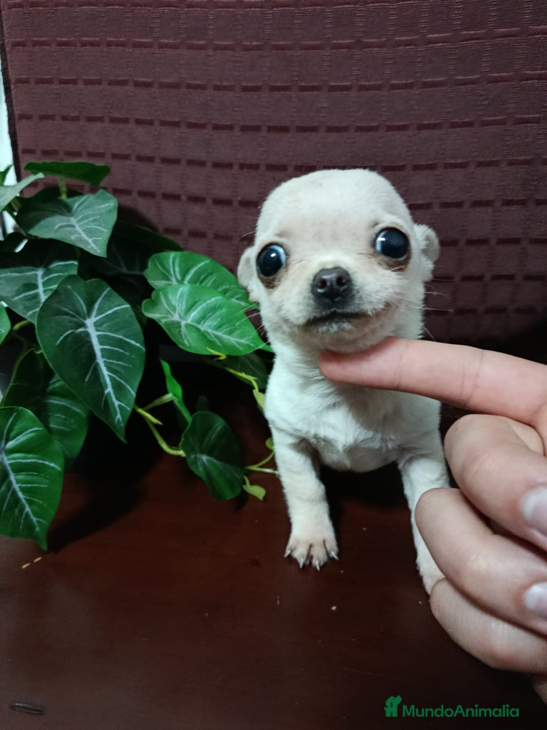 Chihuahua perros en venta: Chihuahua Toy macho blanquito - Anuncio 4