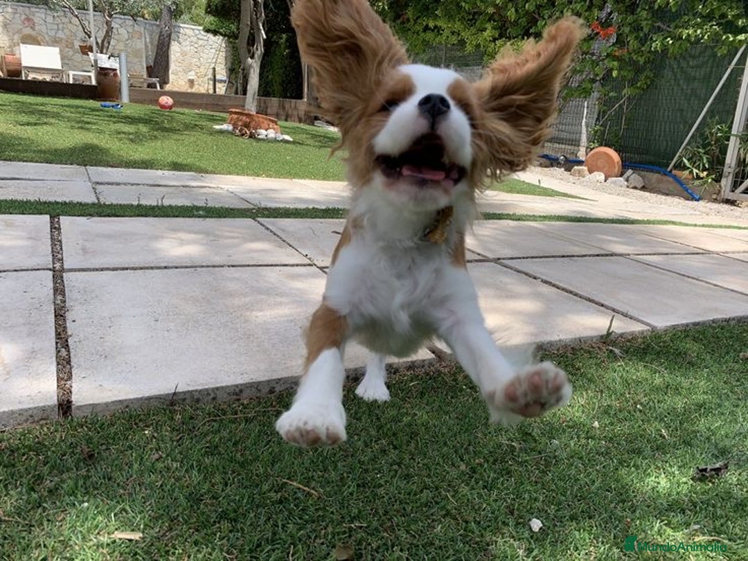 Cavalier King Charles Spaniel perros en venta: Cavalier puppy - Anuncio 4