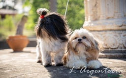 Shih Tzu perros en venta: camada de shih tzu - Imagen 5