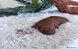 Caniche Toy perros en venta: CANICHE TOY HEMBRA - Anuncio 5