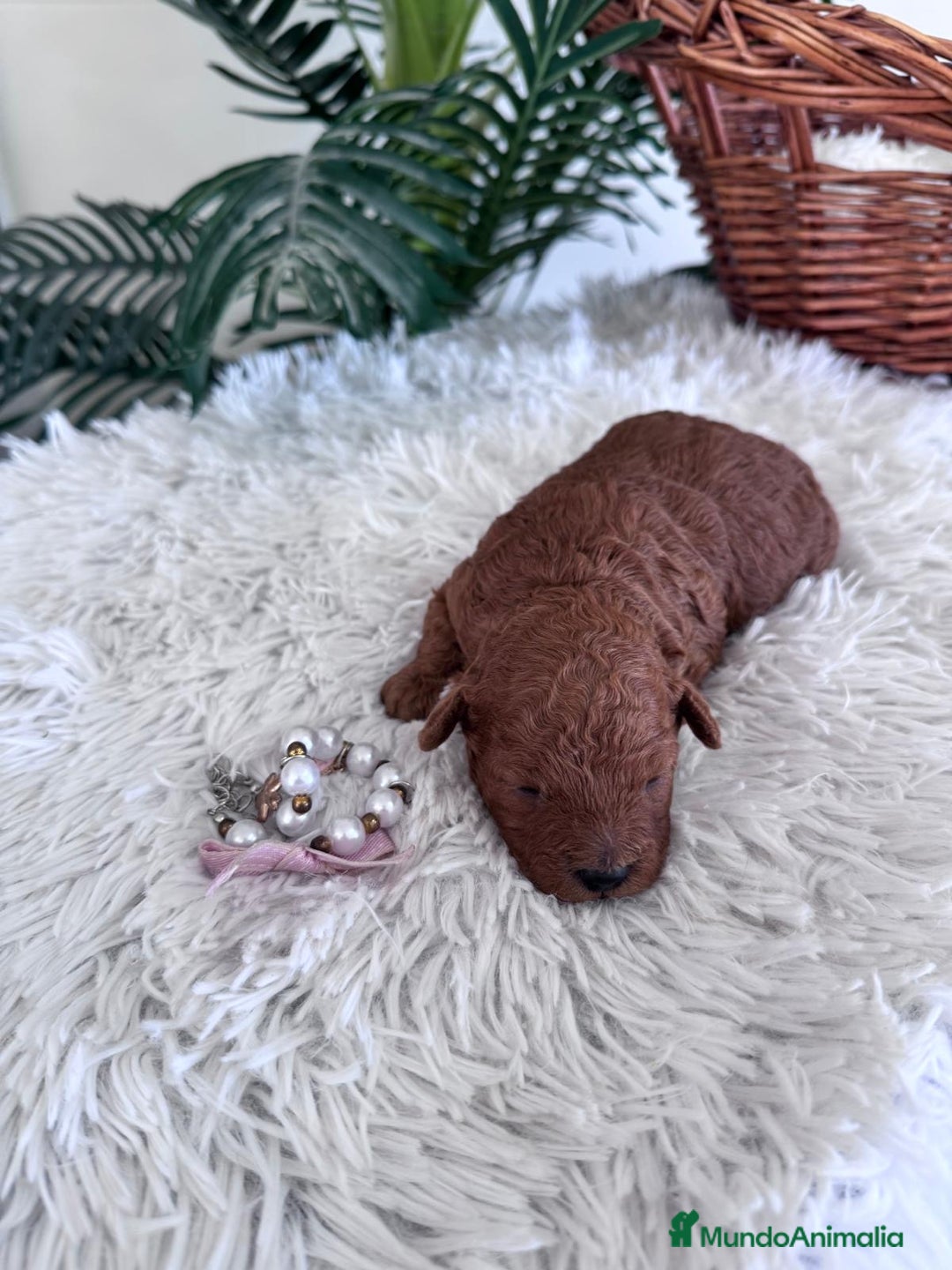 Caniche Toy perros en venta: CANICHE TOY HEMBRA - Anuncio 5