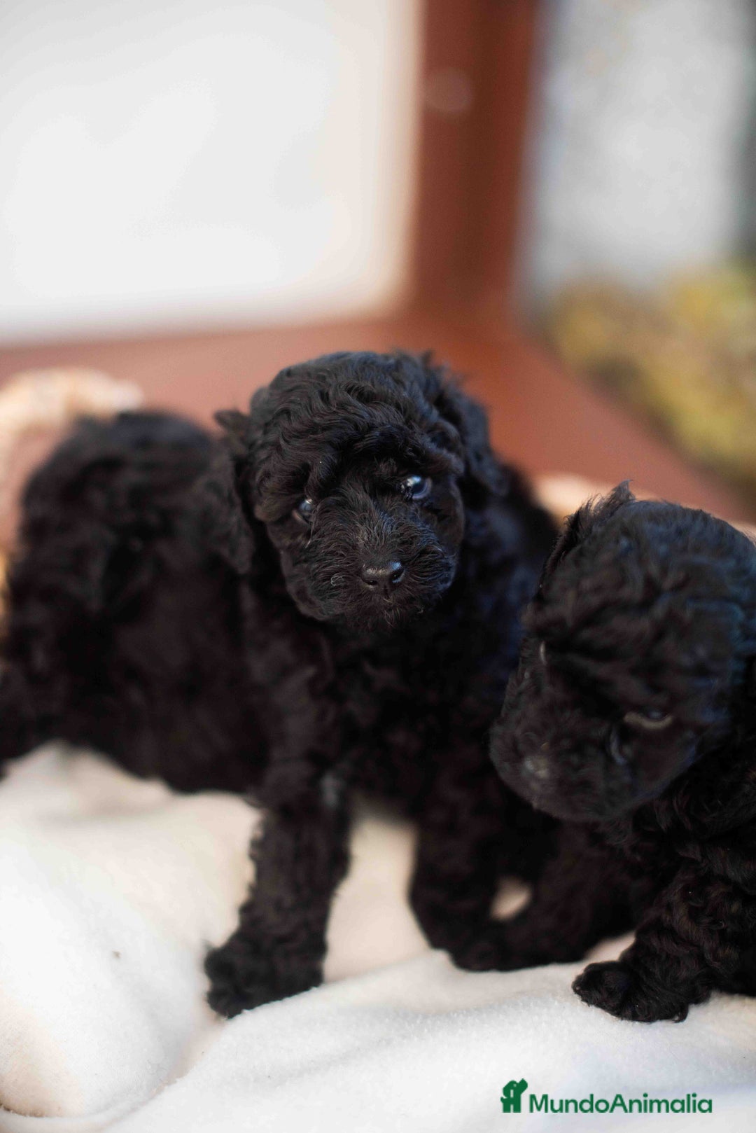 Caniche Toy perros en venta: Caniche toy negros - Anuncio 8