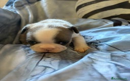 Bulldog Francés perros en venta: Bulldog francés de diversos colores  - Imagen 4