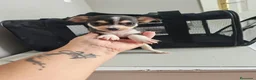 Chihuahua perros en venta: ÚLTIMO MACHO DE 🌟Chihuahua 🌟 - Anuncio 3