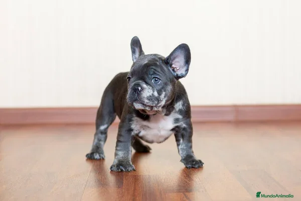 Bulldog Francés perros BULLDOG FRANCES EXOTICOS - Anuncio 2