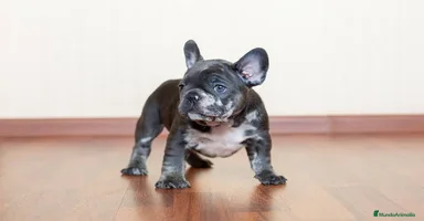 Bulldog Francés perros - Anuncio 3