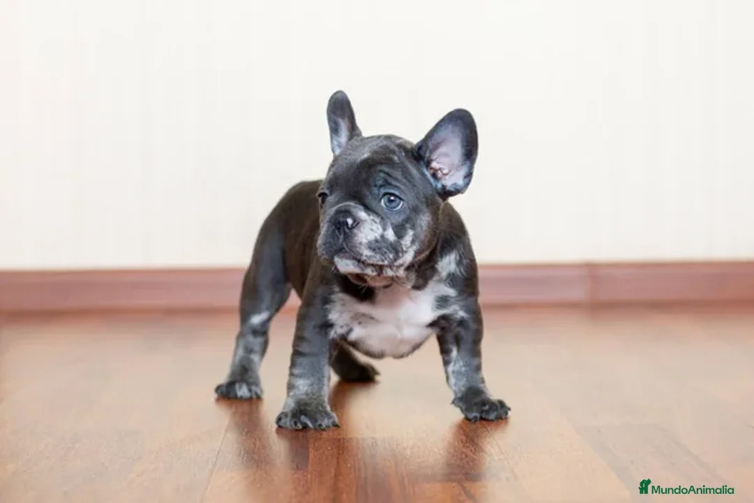 Bulldog Francés perros en venta: BULLDOG FRANCES EXOTICOS - Anuncio 2