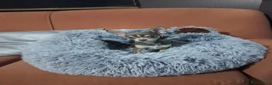 Chihuahua Cachorro 2