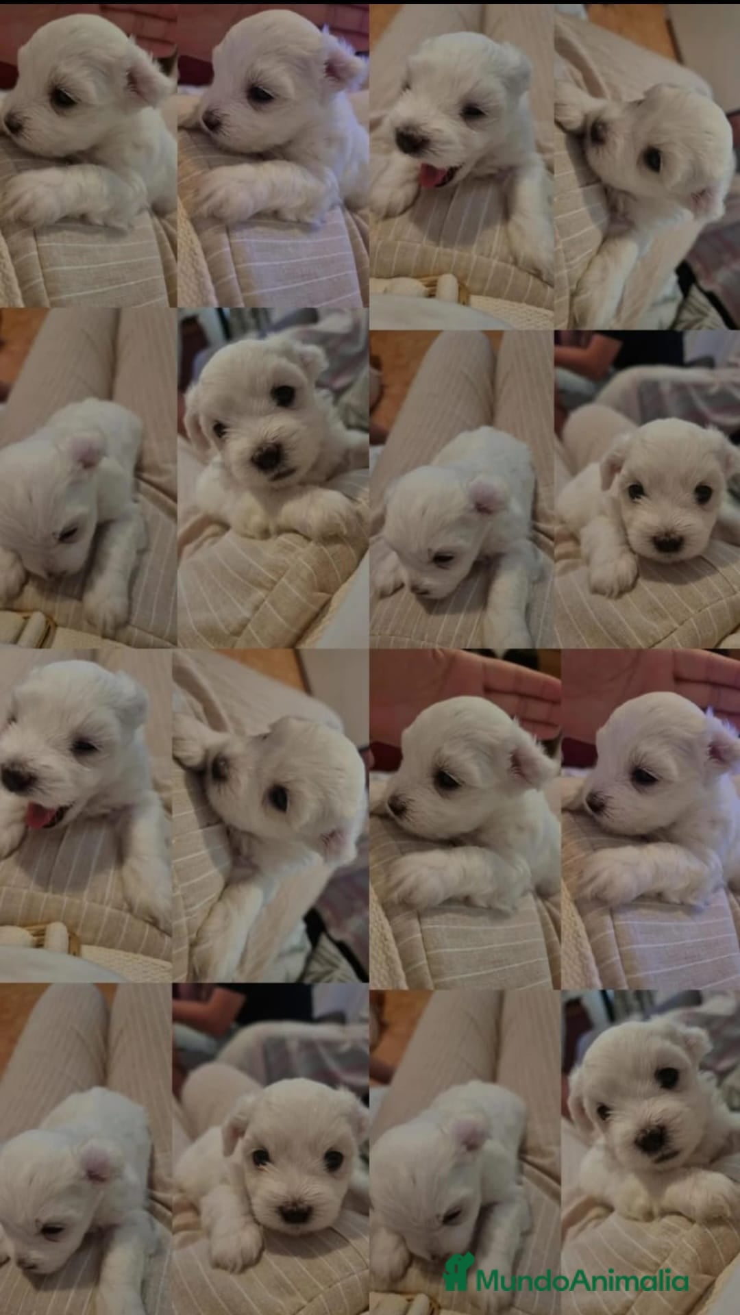 Bichón Maltés perros en venta: Preciosa camada de Bichon maltés  - Imagen 1