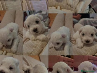 Bichón Maltés perros - Anuncio 19