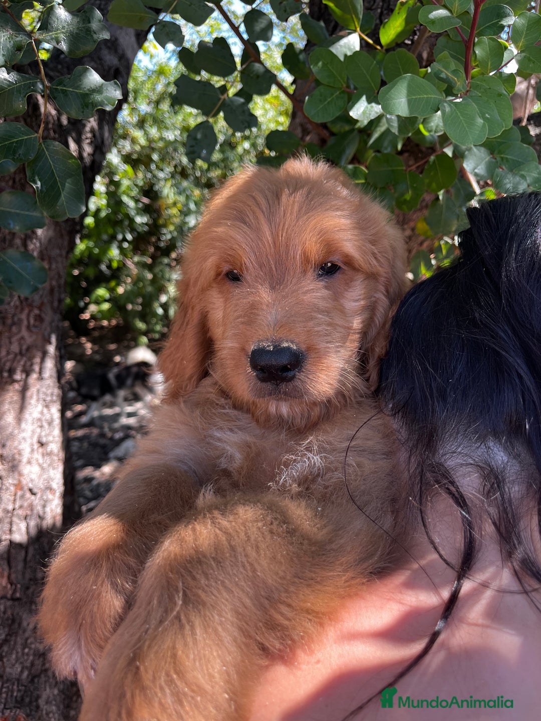 Goldendoodle perros en venta: Goldendoodle  - Imagen 2