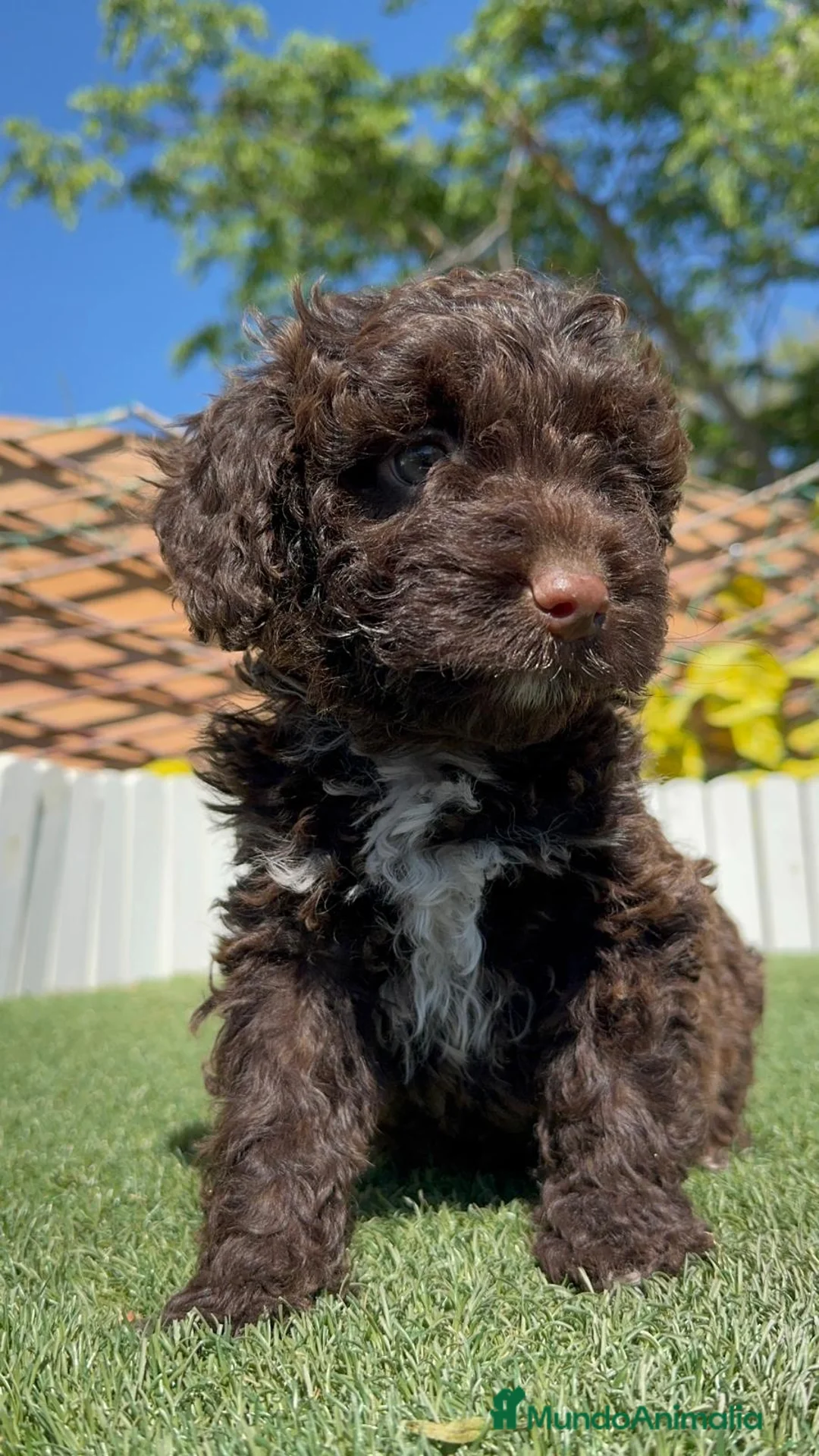 Perro de Agua Español perros en venta: PERRO DE AGUA HEMBRA - Anuncio 12