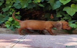 Teckel perros en venta: TECKEL CALIDAD Y SELECCIÓN  - Imagen 6