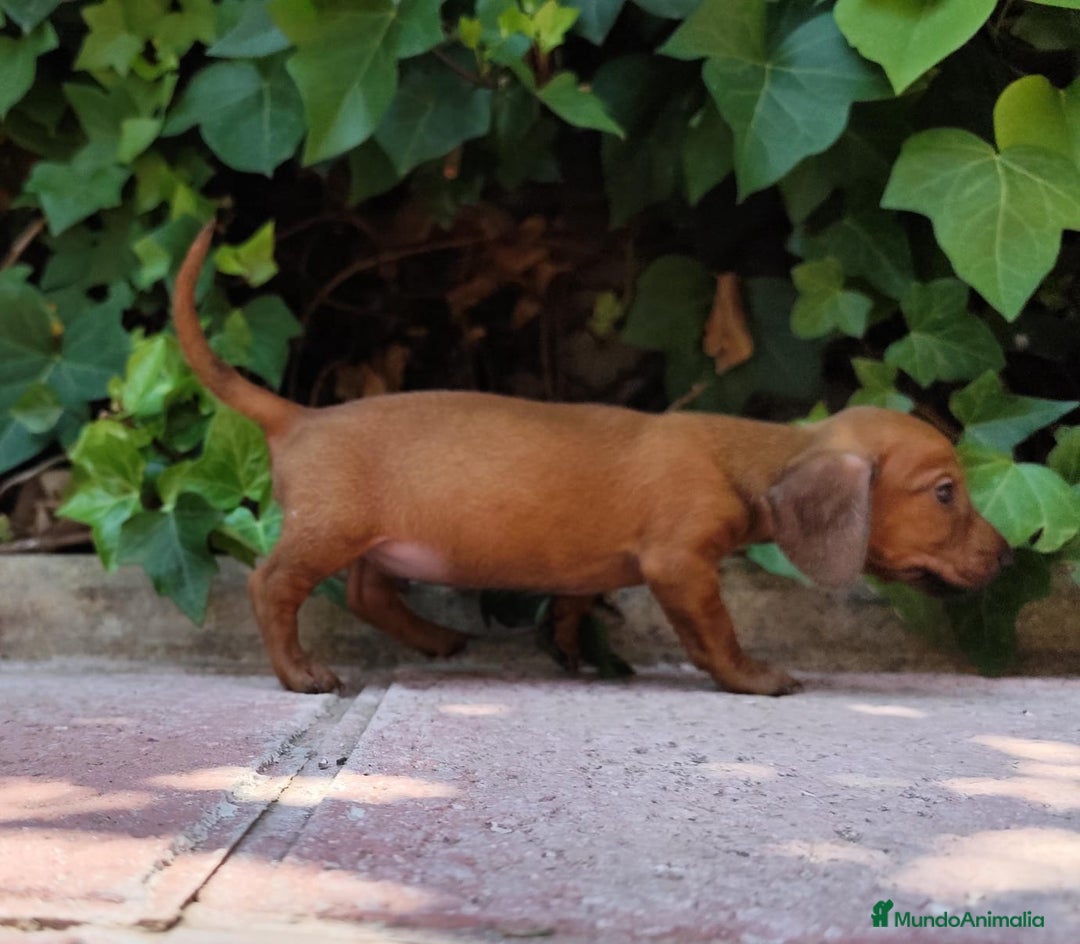 Teckel perros en venta: TECKEL CALIDAD Y SELECCIÓN  - Imagen 6