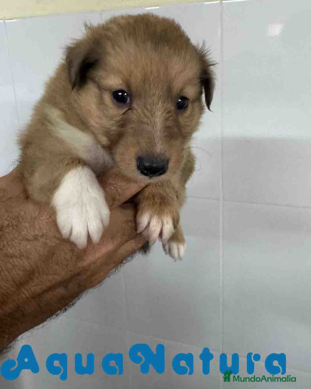 Perro Pastor de las Shetland perros Pastor de Shetland Macho 1 de Nana AQUANATURA - Anuncio 6