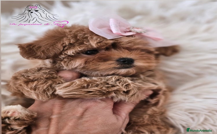 Maltipoo perros MALTIPOO ASIÁTICO MINIATURA  - Anuncio 1