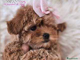 Maltipoo perros MALTIPOO ASIÁTICO MINIATURA - Anuncio 1