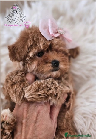 Maltipoo perros MALTIPOO ASIÁTICO MINIATURA - Anuncio 1