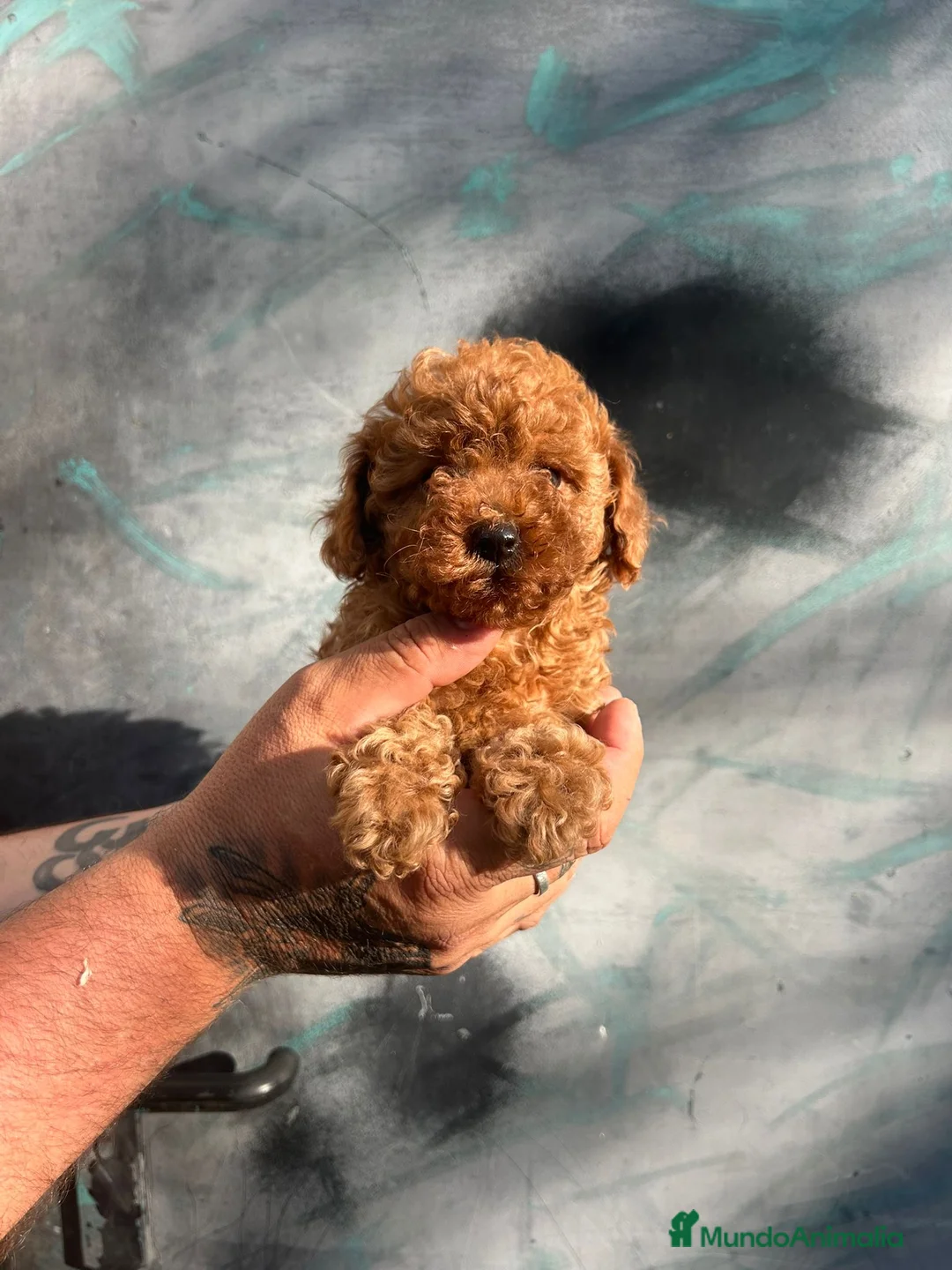 Caniche Toy perros en venta: Caniche toy - Anuncio 2