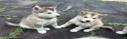 Alaskan Malamute perros en venta: Cachorros alaskan disponibles - Anuncio 3