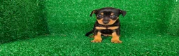 Pinscher Miniatura perros en venta: Pincher miniatura  - Anuncio 15