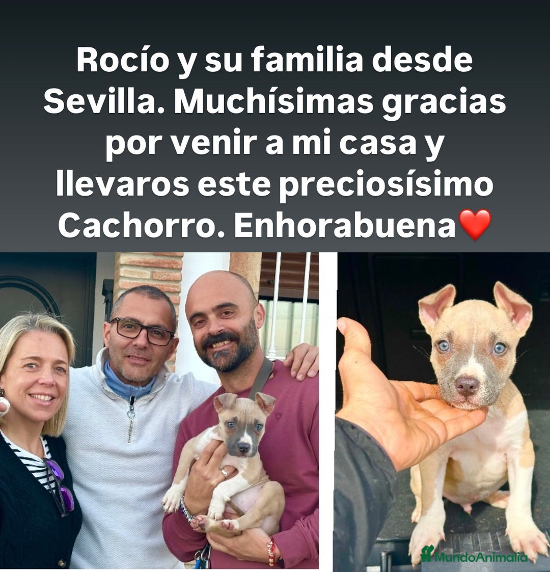 American Staffordshire-Terrier perros en venta: American Stanford, nueva Camada - Anuncio 22