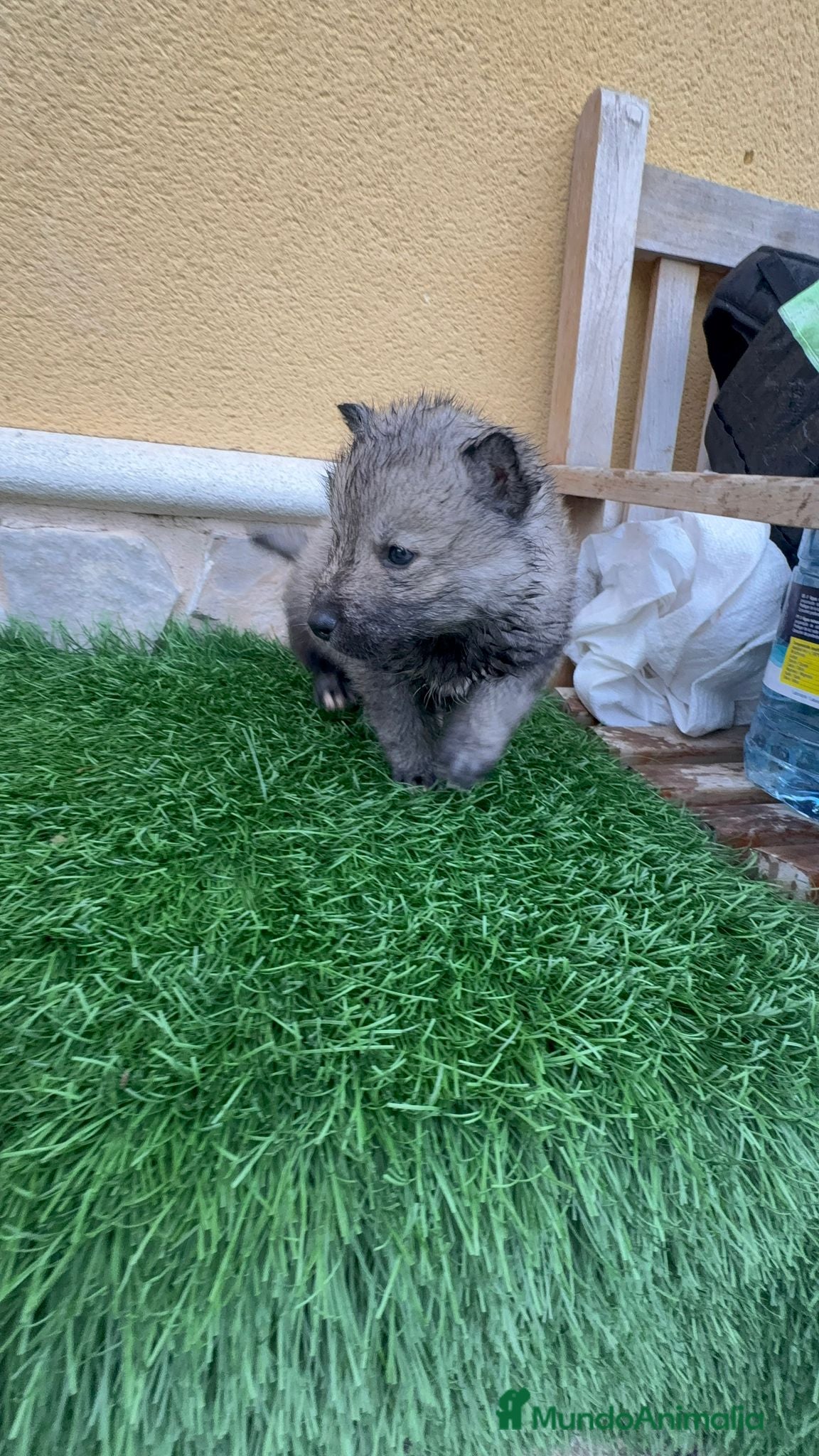 Husky Siberiano perros Husky siberiano macho agouti - Anuncio 2