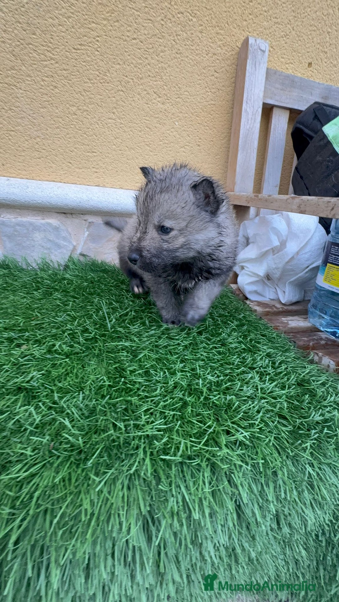 Husky Siberiano perros en venta: Husky siberiano macho agouti - Anuncio 2