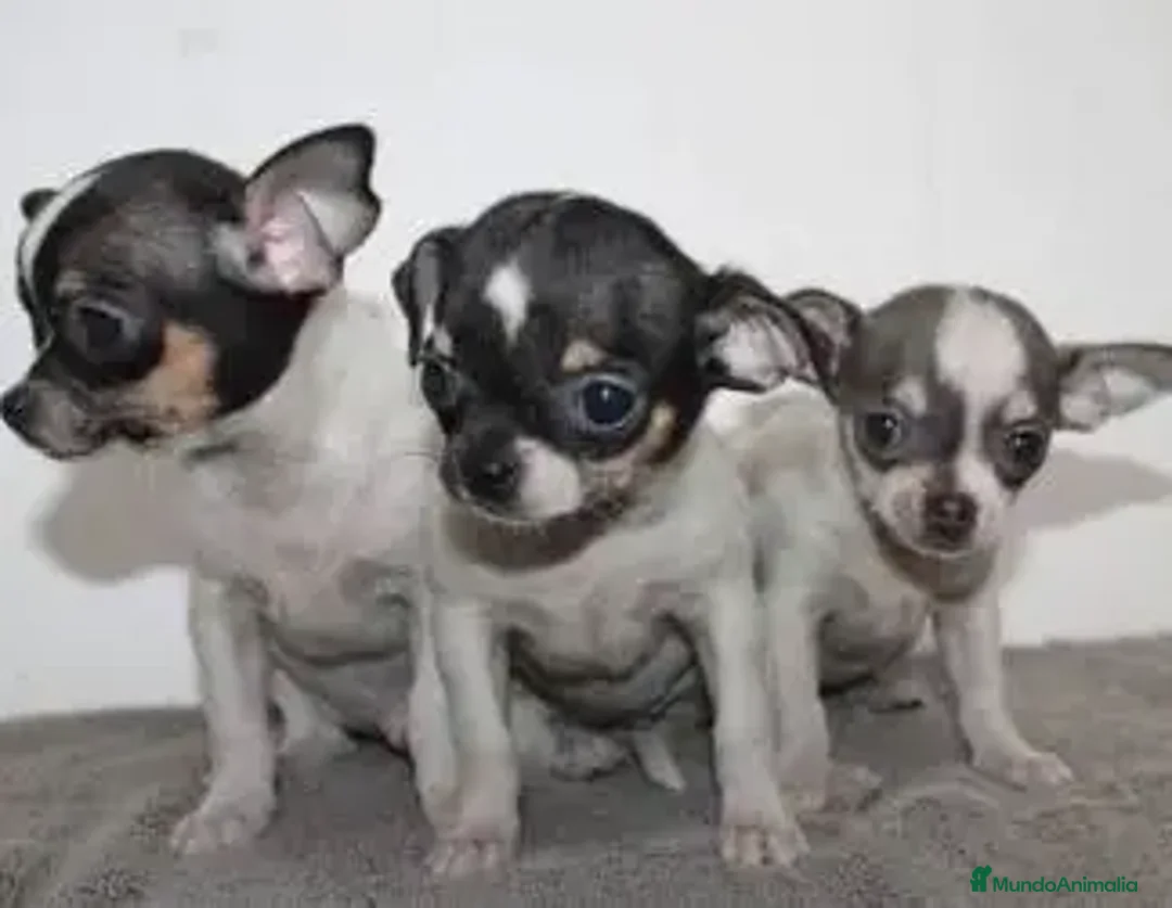 Chihuahua perros en venta: CHIHUAHUA MINI - Anuncio 1