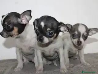 Chihuahua perros CHIHUAHUA MINI - Anuncio 3