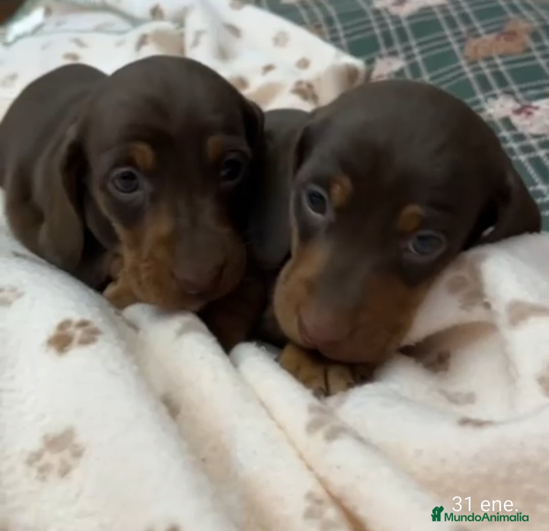 Teckel Miniatura perros Teckel Mini - Anuncio 1