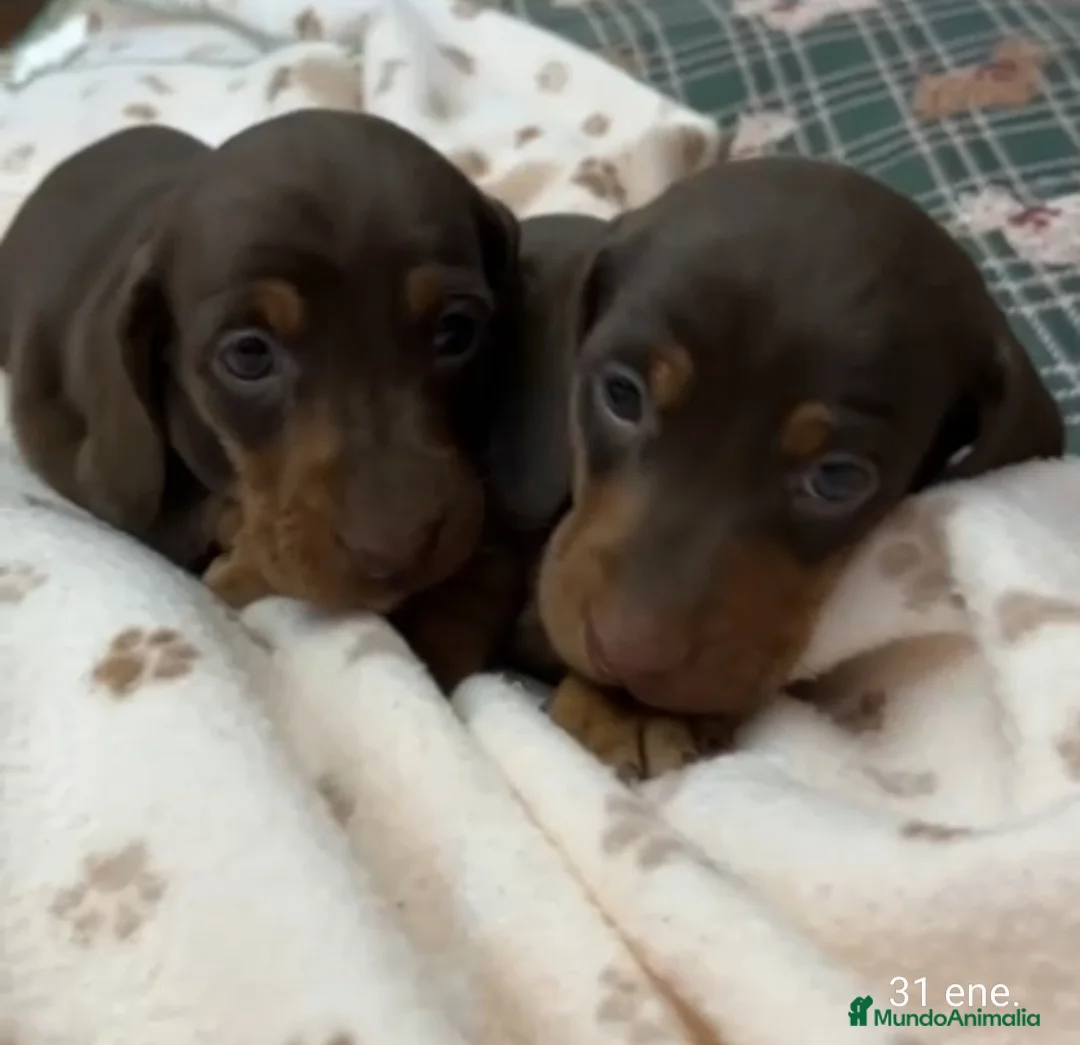 Teckel Miniatura perros en venta: Teckel Mini - Anuncio 1