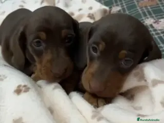 Teckel Miniatura perros Teckel Mini - Anuncio 1