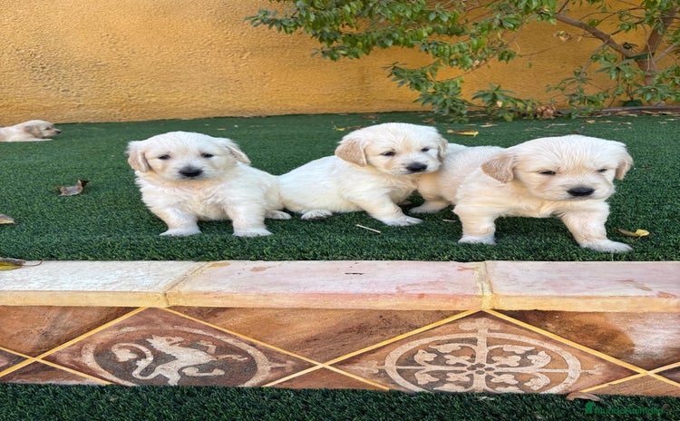 Golden Retriever perros - Anuncio 1