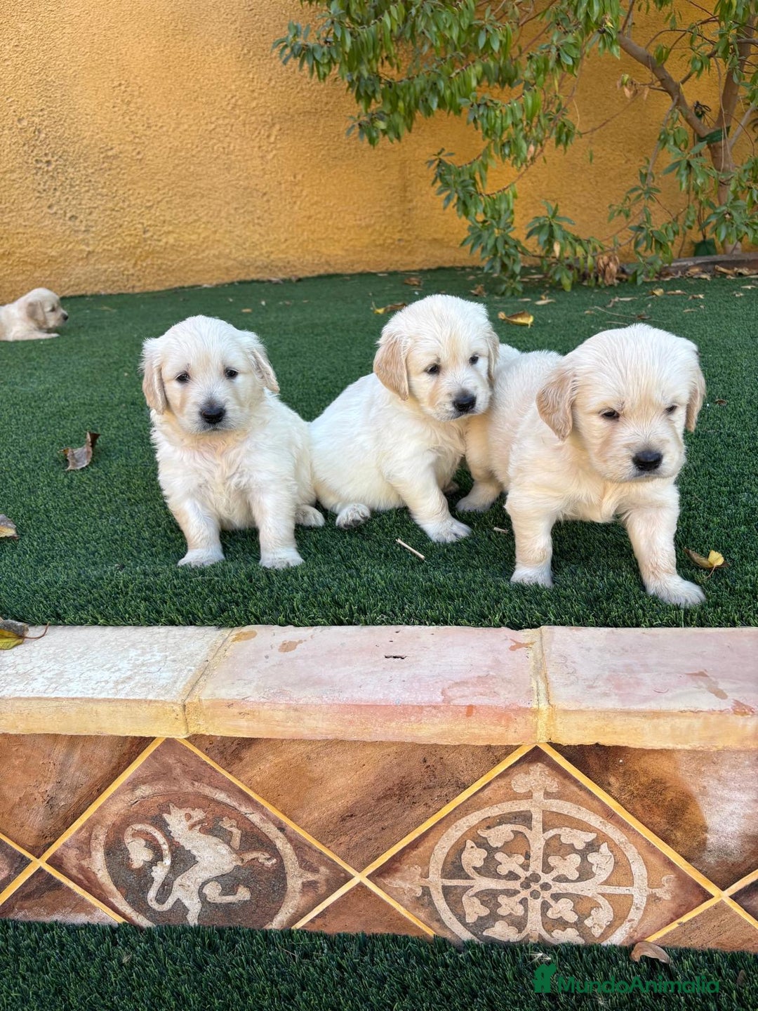 Golden Retriever perros en venta: GOLDEN RETRIEVER  - Imagen 1
