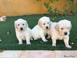Golden Retriever perros - Anuncio 5