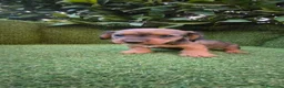 Teckel Miniatura perros en venta: teckel miniatura  - Anuncio 13