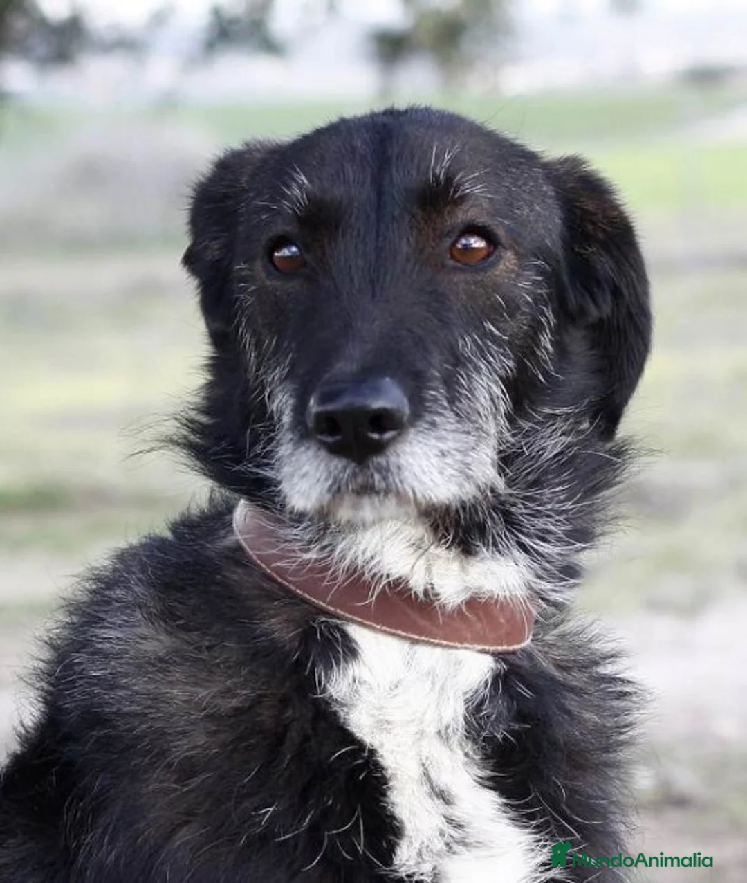 Raza Mixta perros en adopcion: YUNI, PERRITA MEDIANA, ADOPCIÓN en Madrid - Anuncio 3