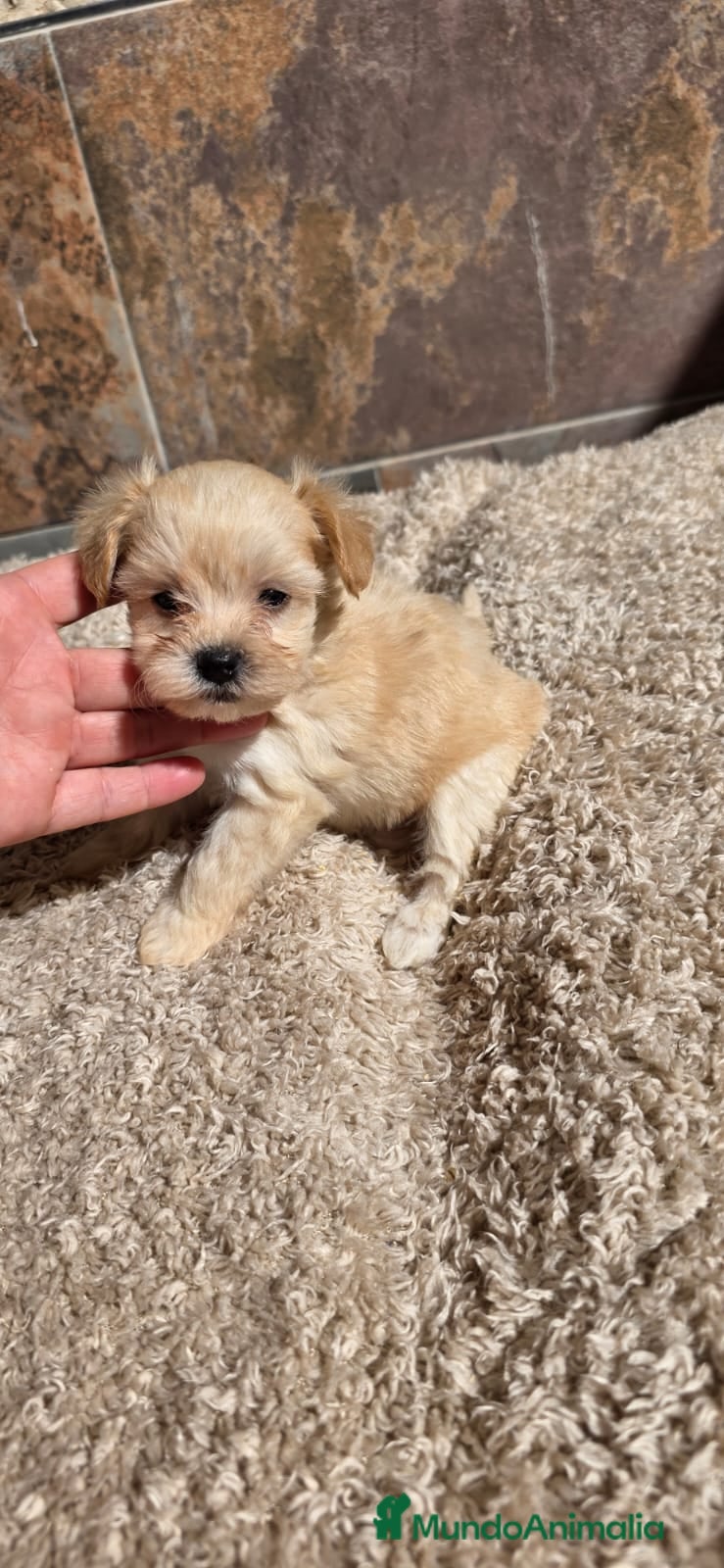 Maltipoo perros Maltipoo mintoy  - Anuncio 2