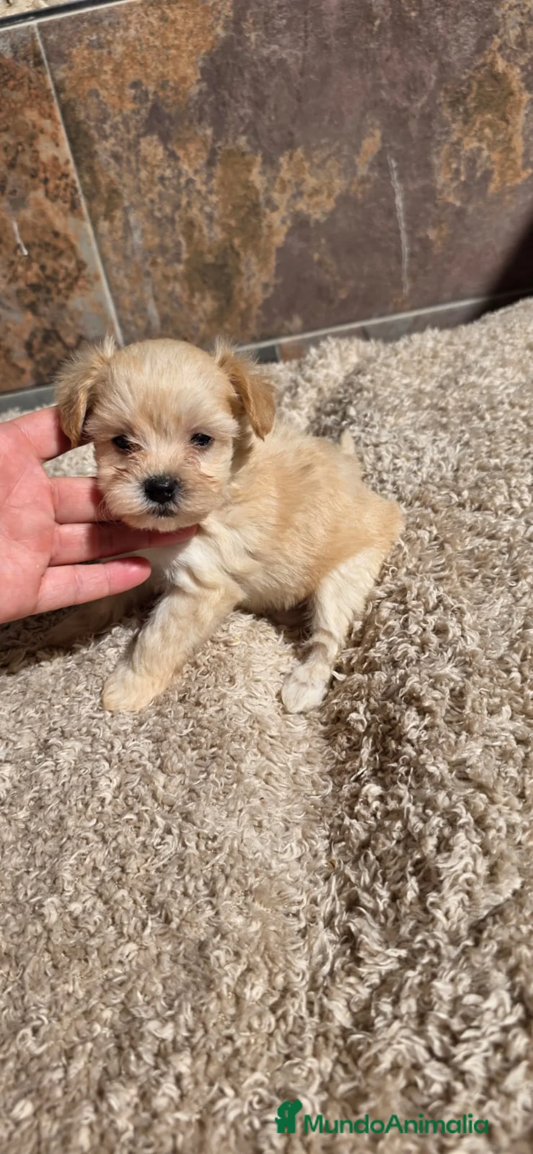 Maltipoo perros en venta: Maltipoo mintoy  - Anuncio 1